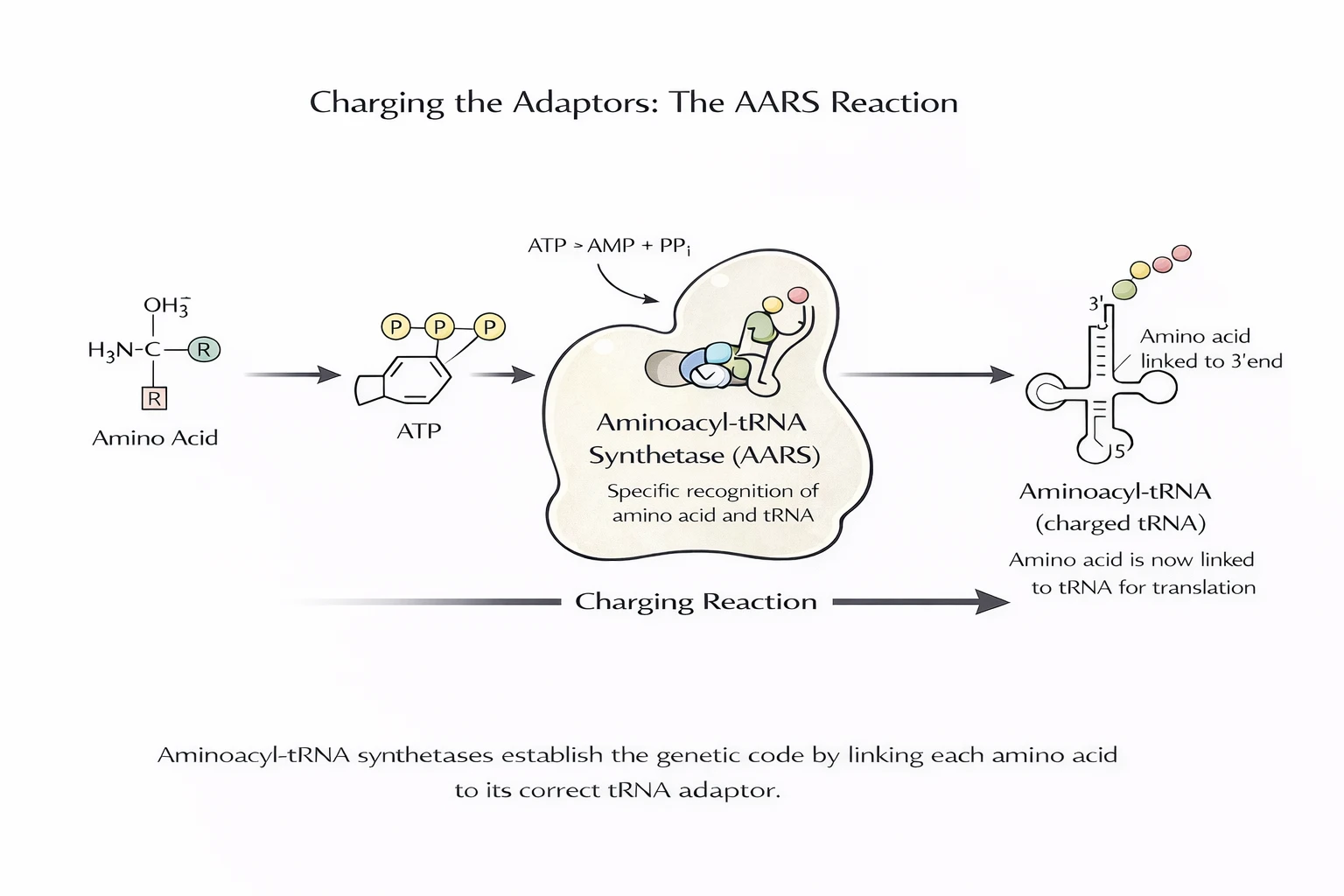 Aminoacyl-tRNA synthetase charging reaction attaching an amino acid to its correct tRNA using ATP