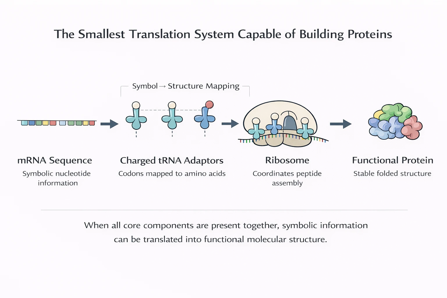 Phase 2 dependency closure: mRNA template, tRNA adaptors, AARS charging, ribosome frame enforcement, and energy coupling forming a minimal translation system