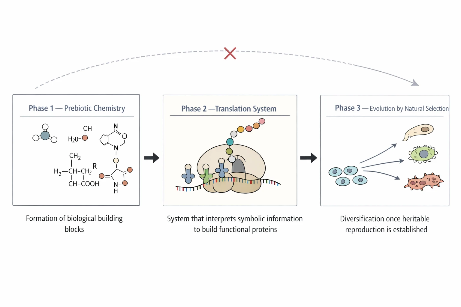 Three phases from prebiotic chemistry to translation and evolution