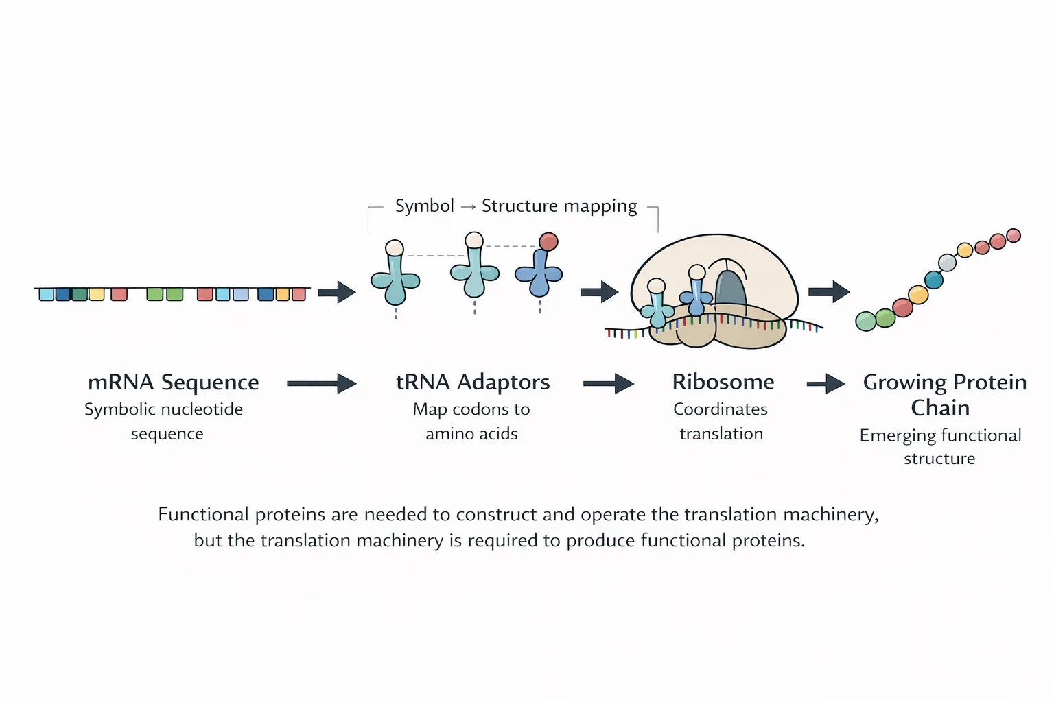 Flow of information from mRNA symbols through tRNA adaptors and the ribosome to functional protein