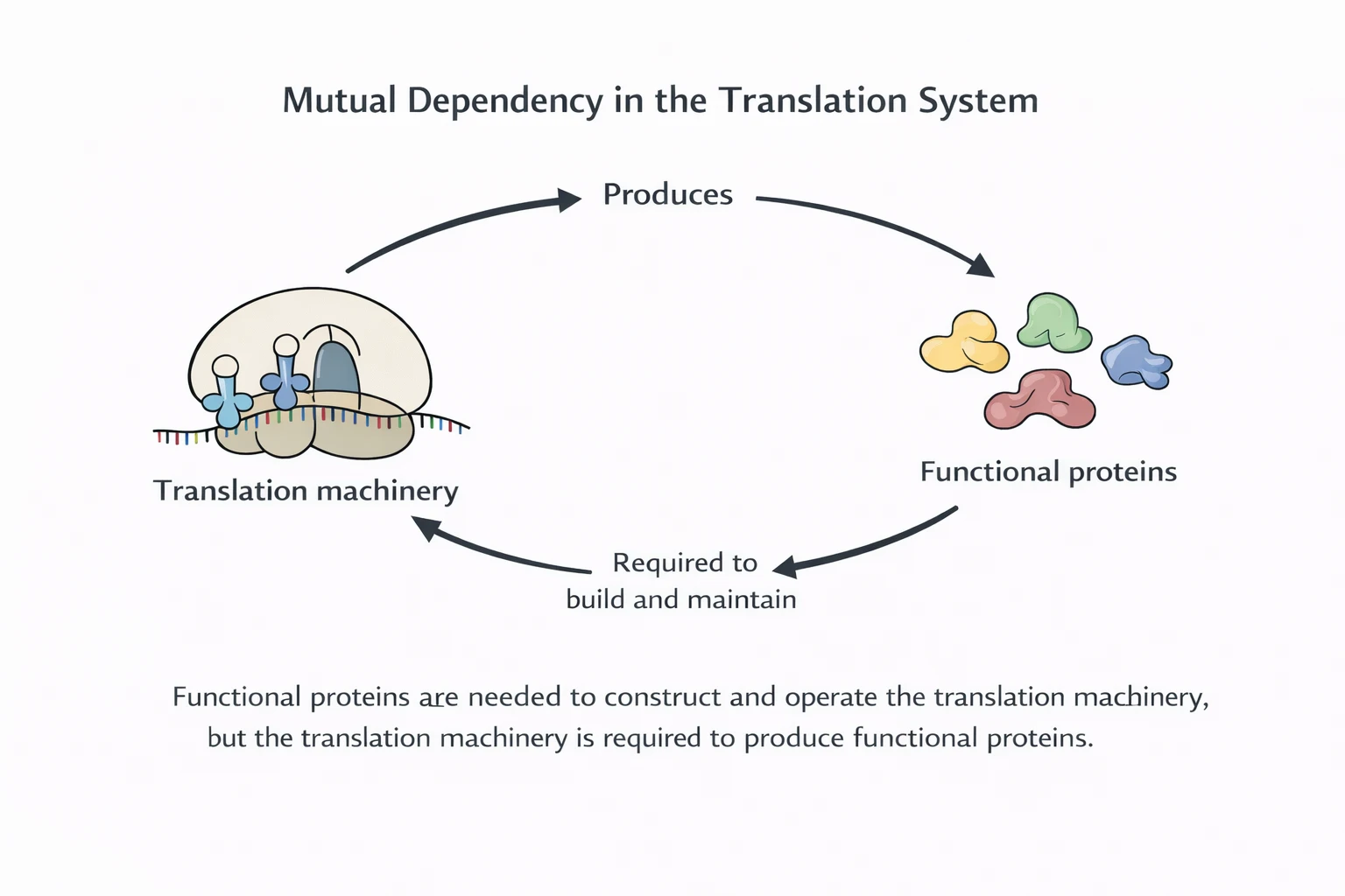 Circular dependency between translation machinery and functional proteins